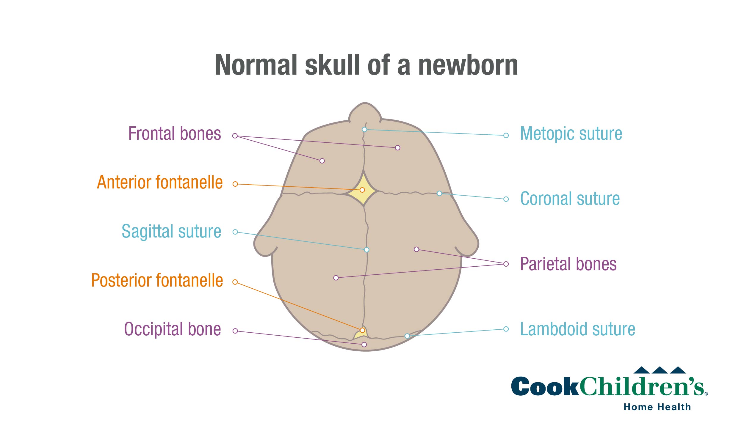 normal skull diagram